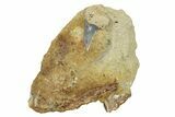 Hooked White Shark Tooth Fossil on Sandstone - Bakersfield, CA #238318-1